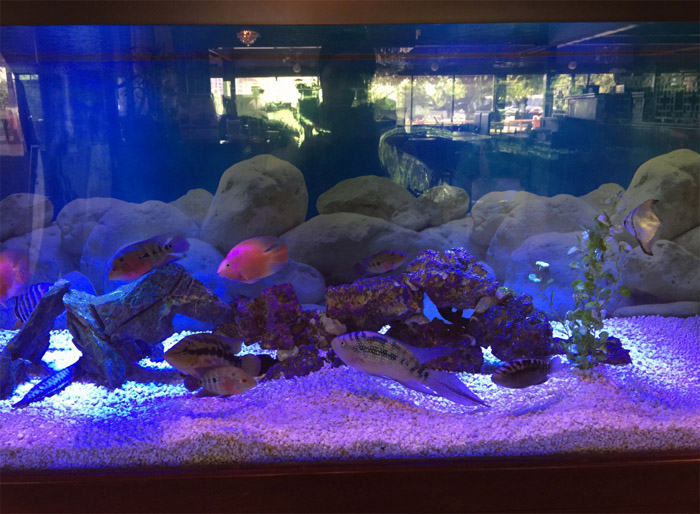 Ocean Buffet dining photo